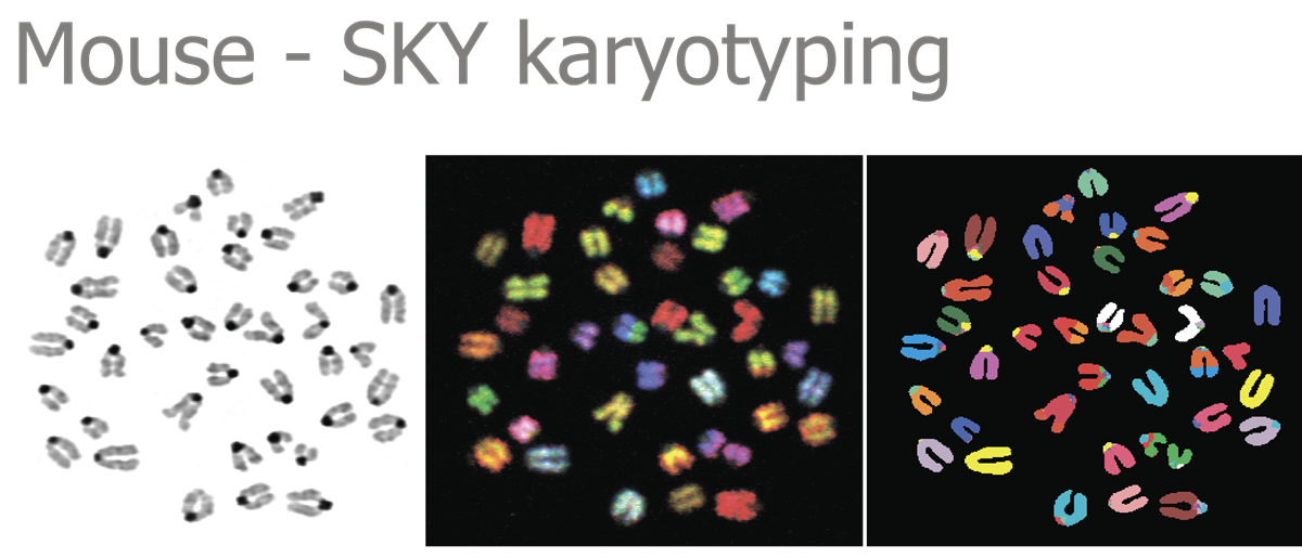 HiSKY光谱核型比对分析系统