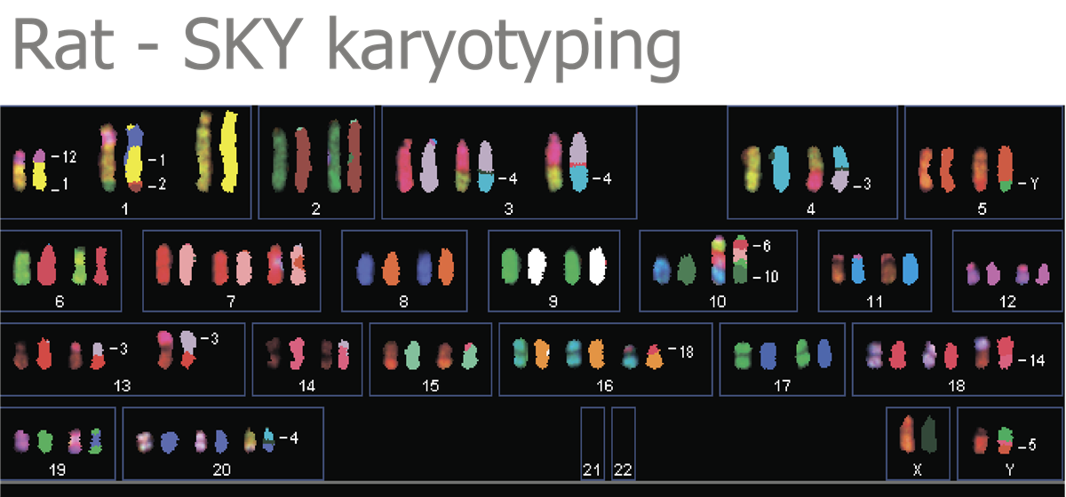 HiSKY光谱核型比对分析系统