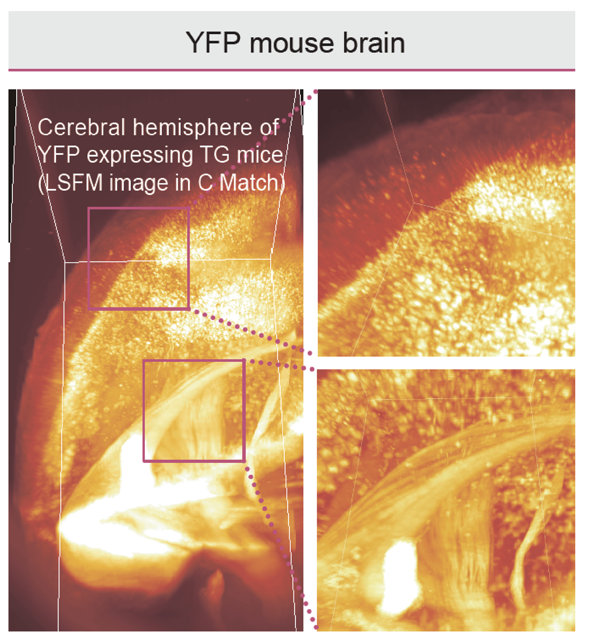 C Phoresis 全自动组织澄清透明设备
